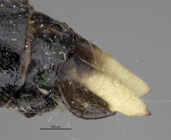 Media type: image;   Entomology 12432 Aspect: abdomen dorsal view 2